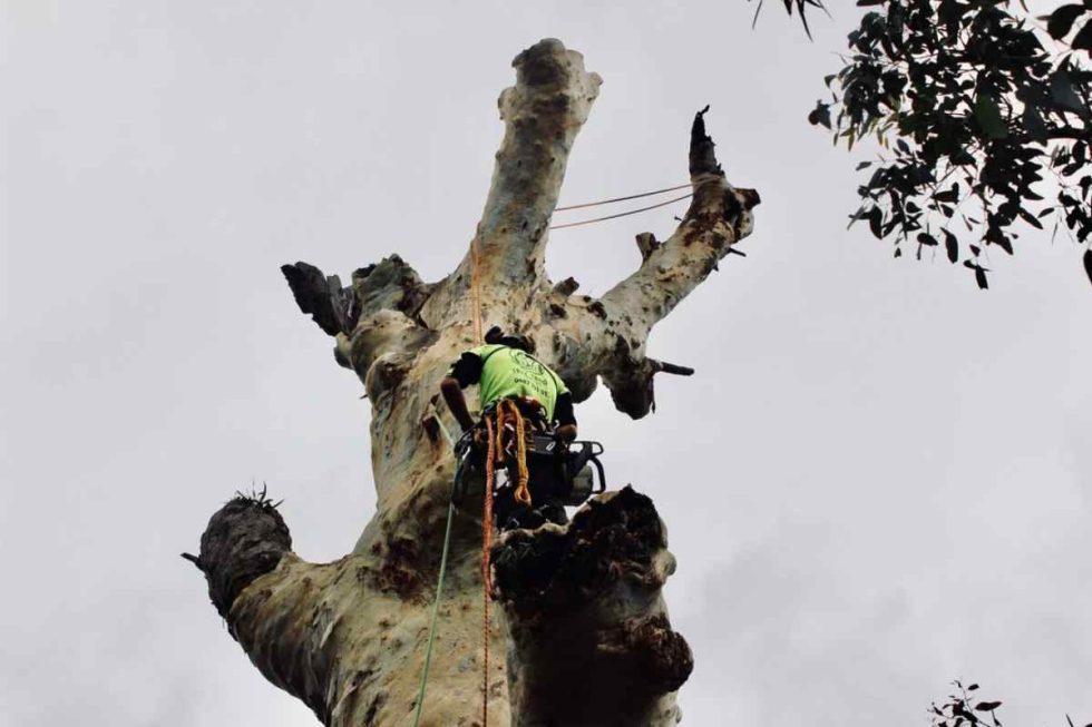 Tree Range Arborists Servicing The Eastern Suburbs Of Melbourne