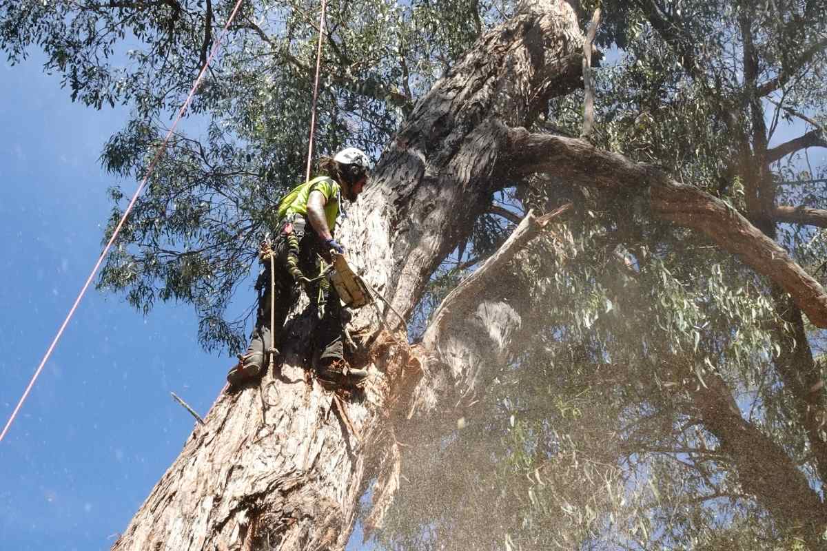 Tree Removal