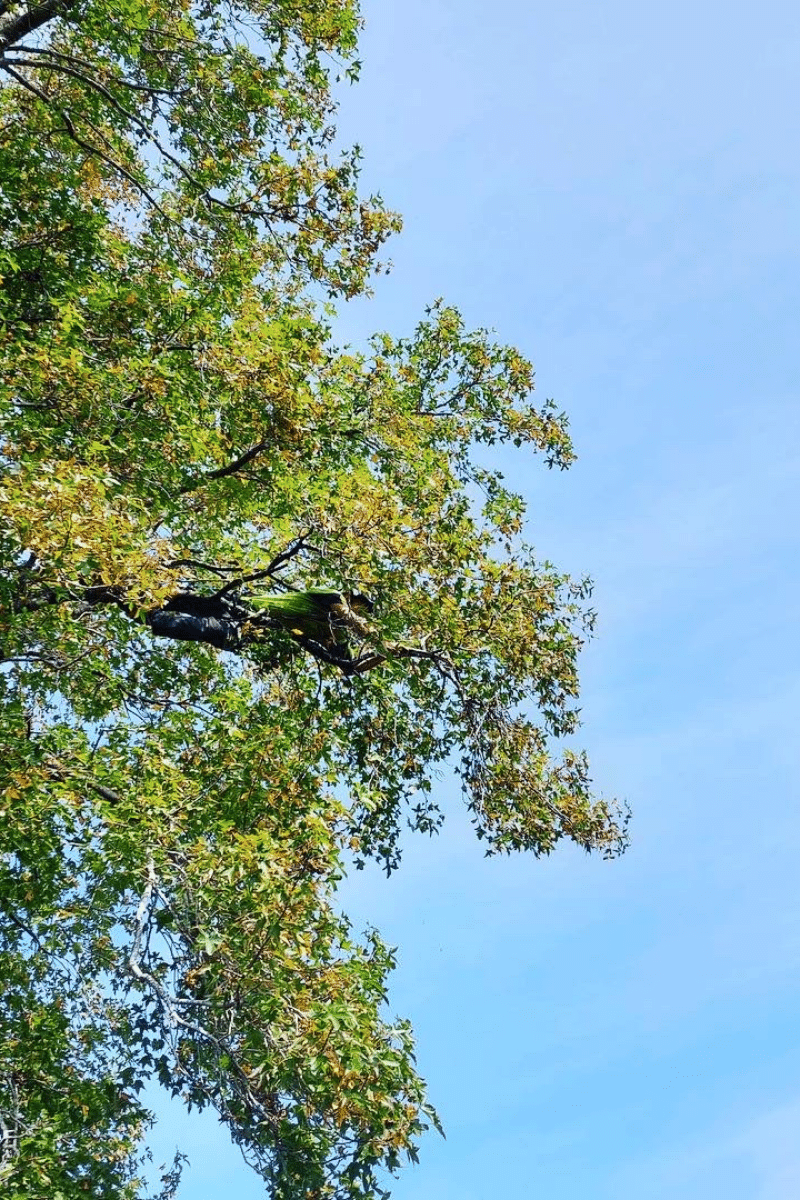 Pruning (2) Residential Tree Works