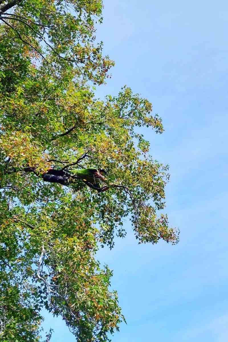 Tree Pruning Pruning Oak Tree