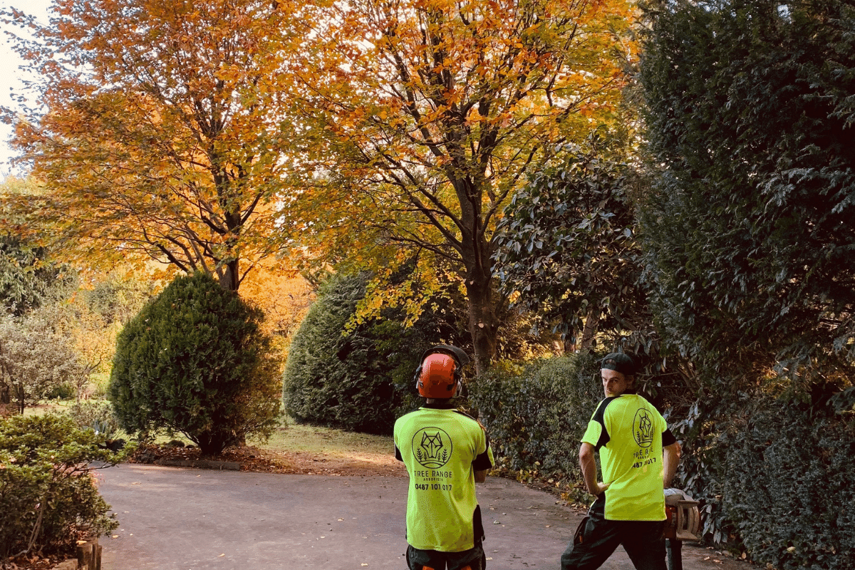 Pruning commercial tree pruning
