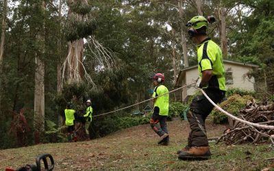 How much does Tree Removal cost in Eastern Melbourne?