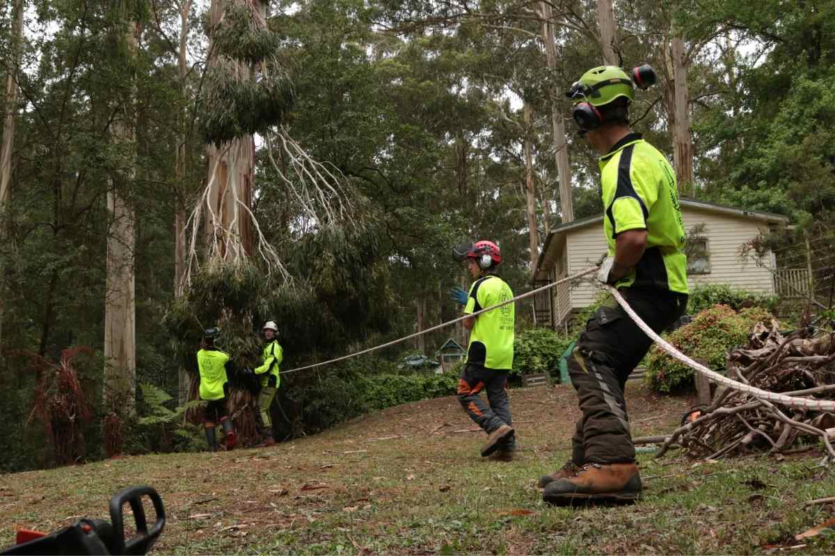 Residential Tree Services Dandenong Ranges