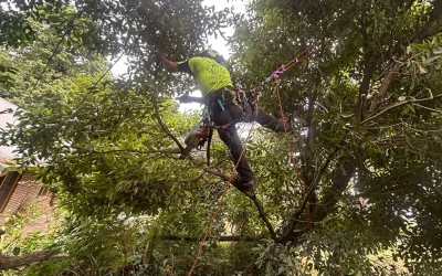 Service Line Clearance: Keeping Your Home Safe & Compliant