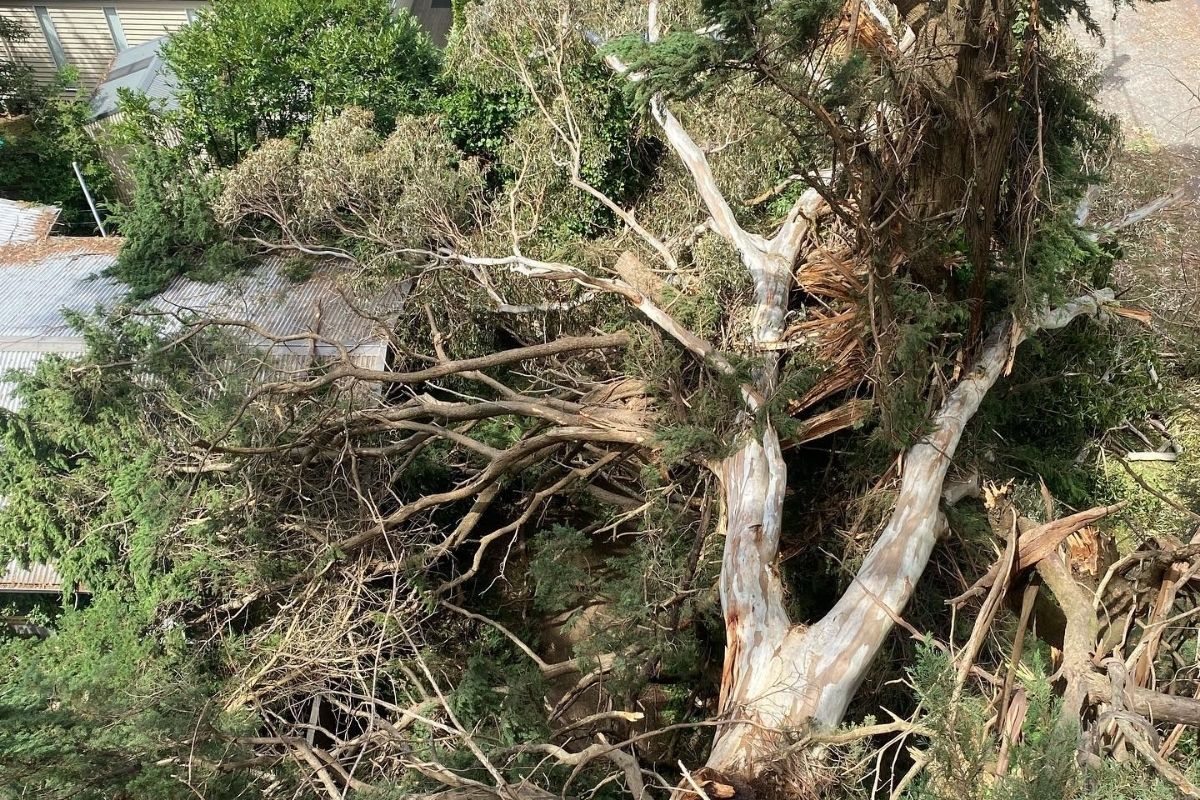 an image of a giant tree which has fallen onto a house and is now being removed by arborists for emergency tree removal