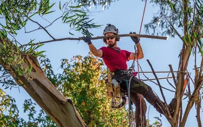 Canopy Tree Permit Rules in Victoria