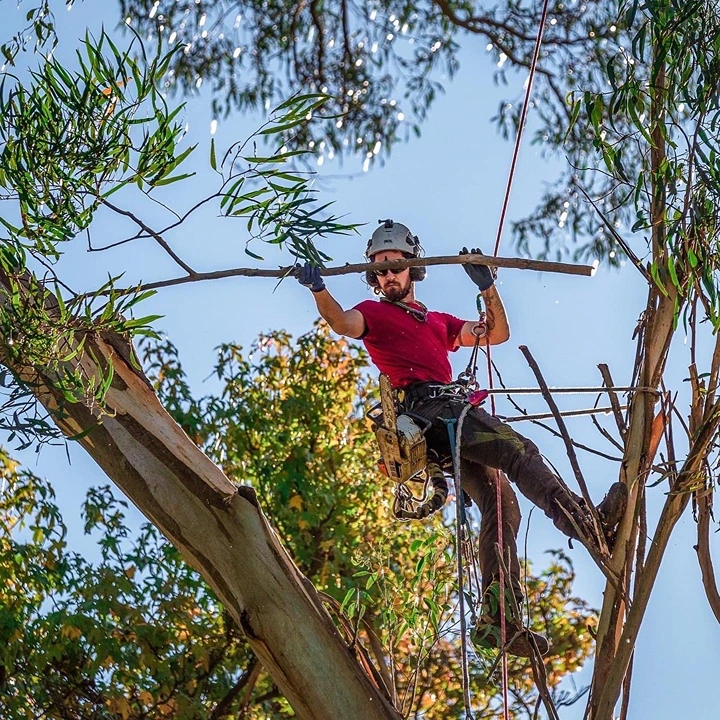 commercial-tree-pruning commercial tree pruning