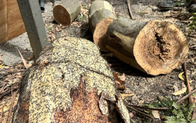 Carpenter Ants in Your Trees: The Warning Sign You Can’t Afford to Ignore