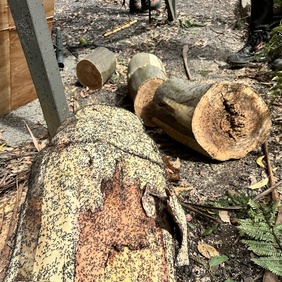 logs-infested-with-ants