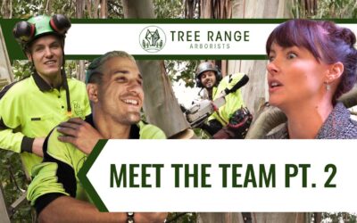 Meet the Team: Episode 2 – Compromised Tree Removal in the Dandenong Ranges