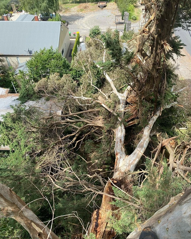 View from up in a tree of a huge storm-felled gum and cypress lying across house roofs
