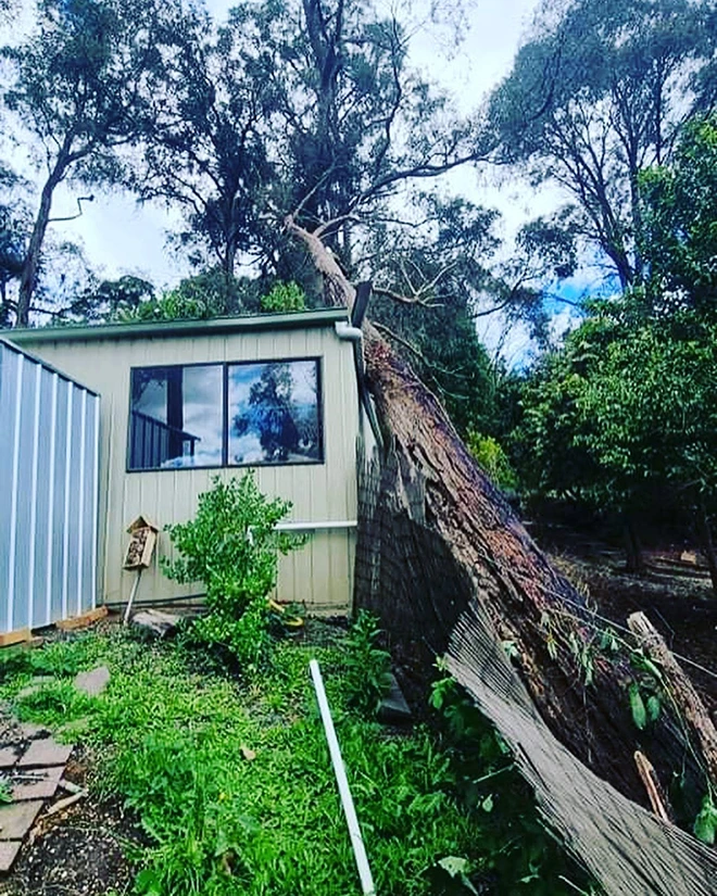 Uprooted tree resting against a shed and a flattened fence