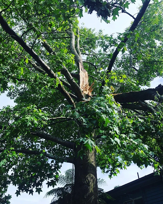 Freshly split limb hung up in the canopy of a large tree after a storm