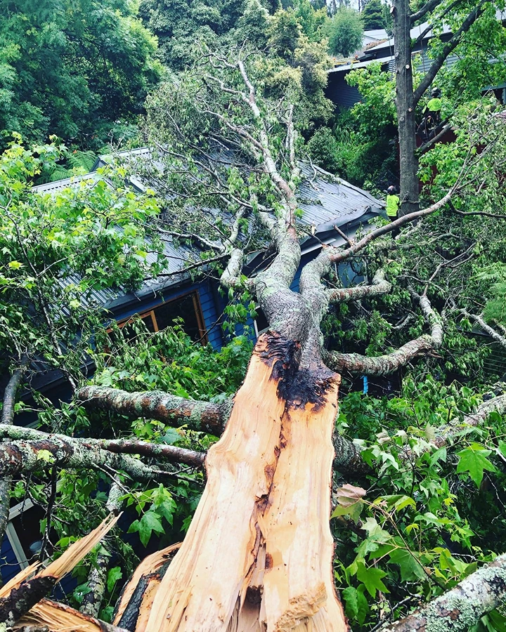 Large storm-split tree lying across the roof of a blue house, with a Tree Range climber working in the tree behind