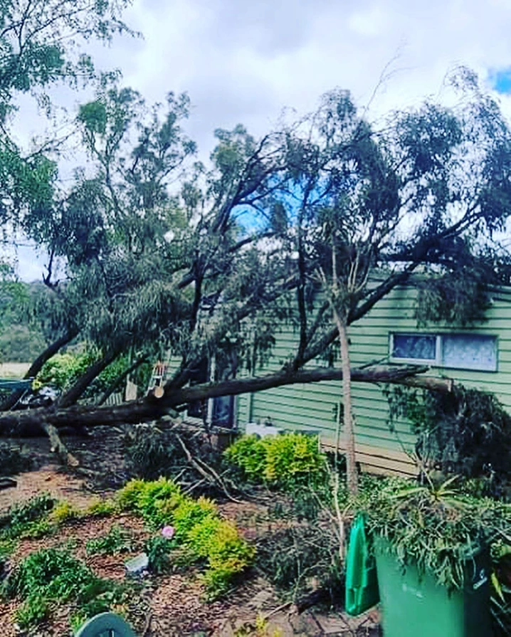 Fallen gum lying across the front of a green weatherboard house