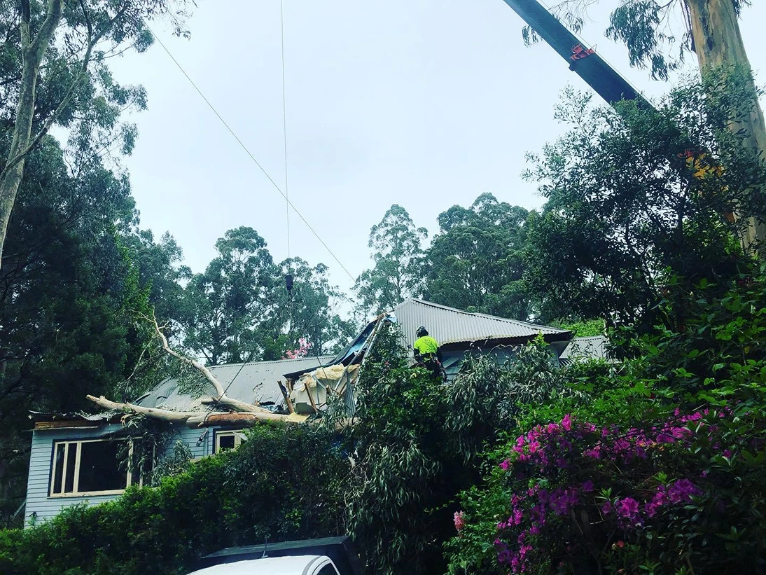 Crane lifting sections of a fallen gum off a damaged house roof while a Tree Range climber works on the roof