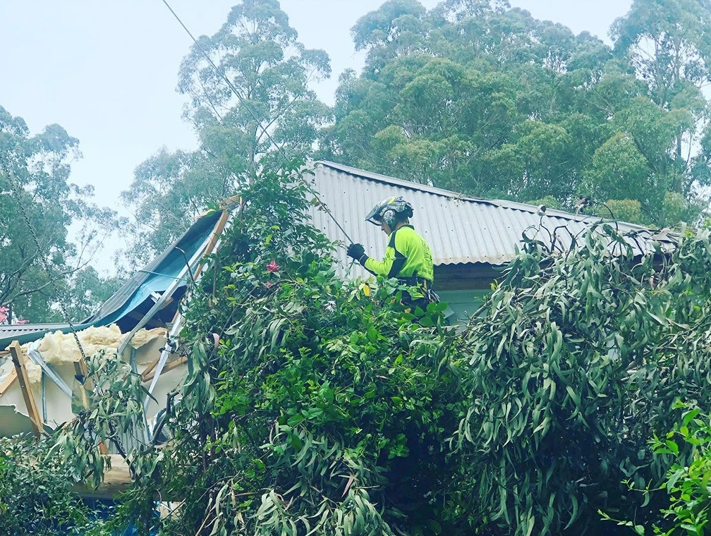 Tree Range climber in hi-vis working among fallen branches on a storm-damaged roof