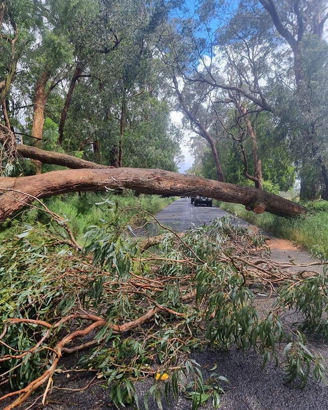 Large fallen gum lying across a hills road with cars waiting behind it